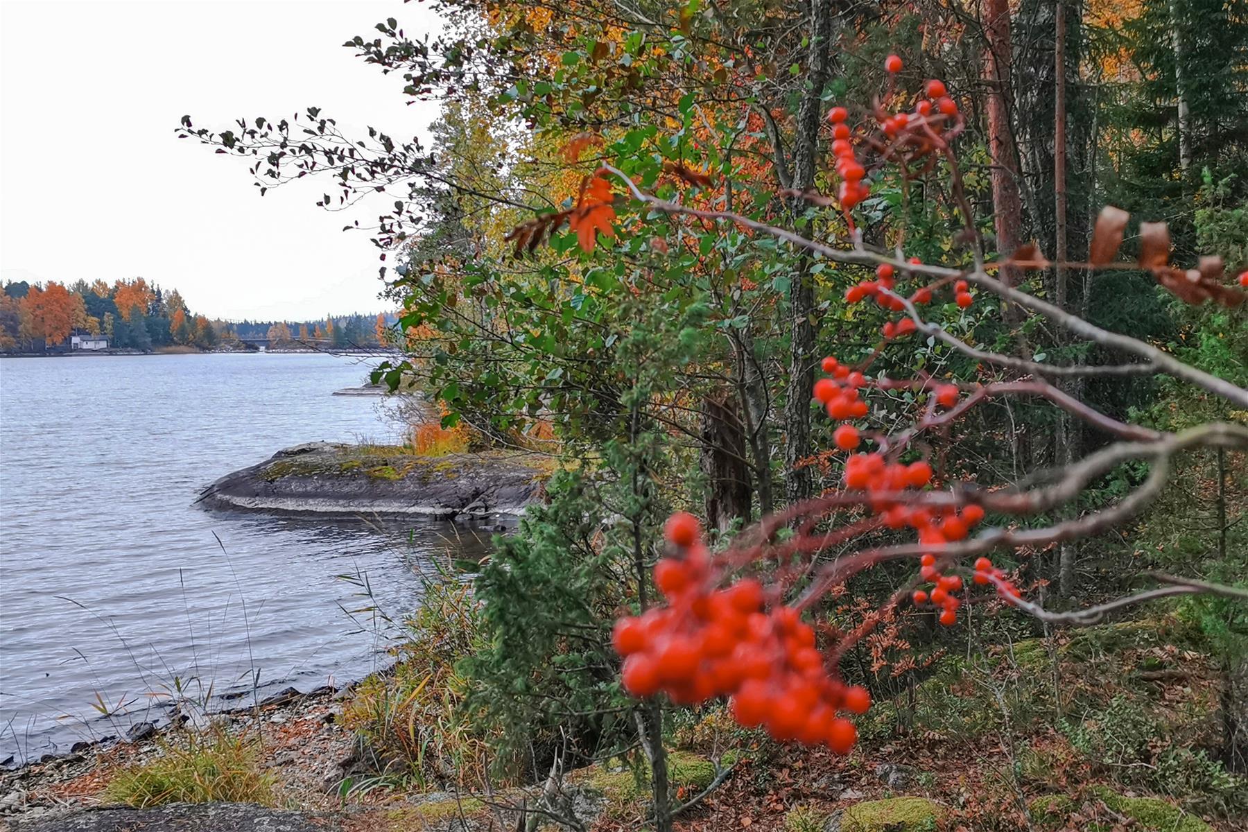 Mikonsaaren luontopolku - VisitLappeenranta